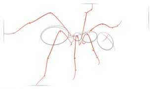 How to draw: Ant