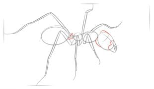 Zeichnen Tutorial: Ameise