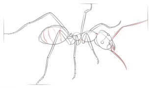 How to draw: Ant