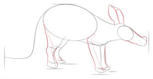 How to draw: Anteater