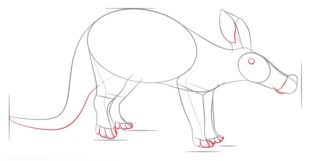 How to draw: Anteater