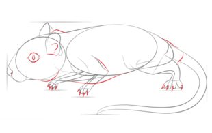 How to draw: Gerbil
