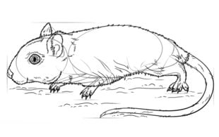 Jak narysować: Myszoskoczek