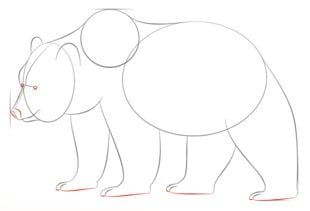 Come disegnare: Orso grizzly 6