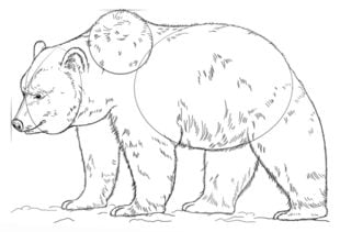 Come disegnare: Orso grizzly 8