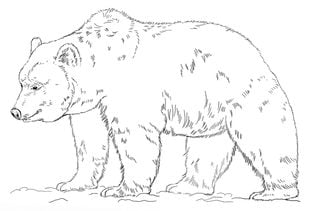 How to draw: Grizzly bear