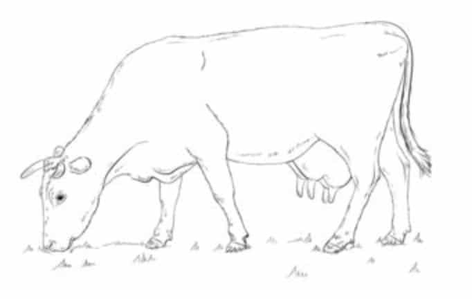 Zeichnen Tutorial: Kühe