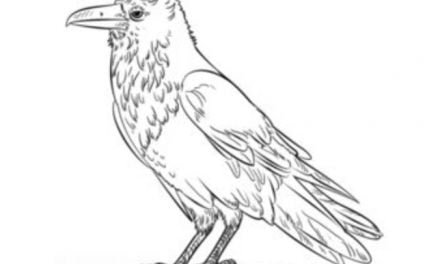 Tutorial de dibujo: Cuervo grande