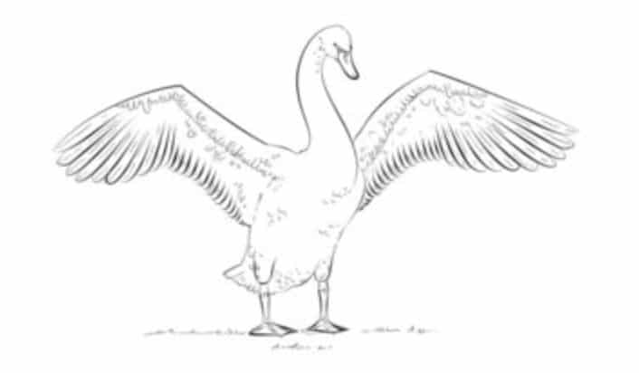 How to draw: Swan