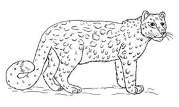 Tutorial de dibujo: Leopardo