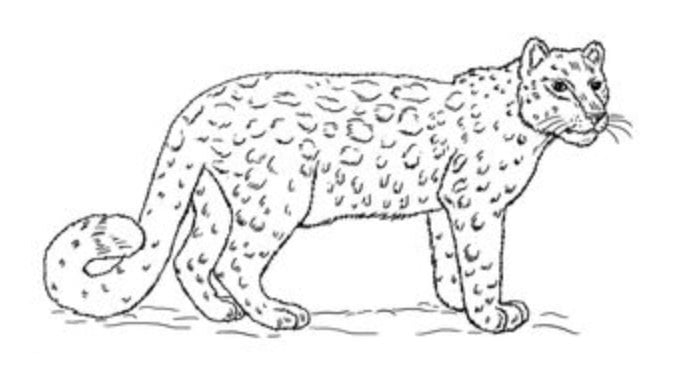 Tutorial de dibujo: Leopardo