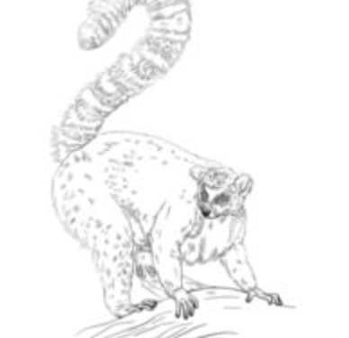 Tutorial de dibujo: Lemur