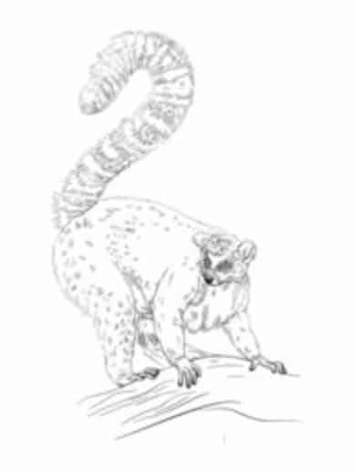 Come disegnare: Lemure