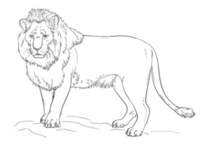 Tutorial de dibujo: León