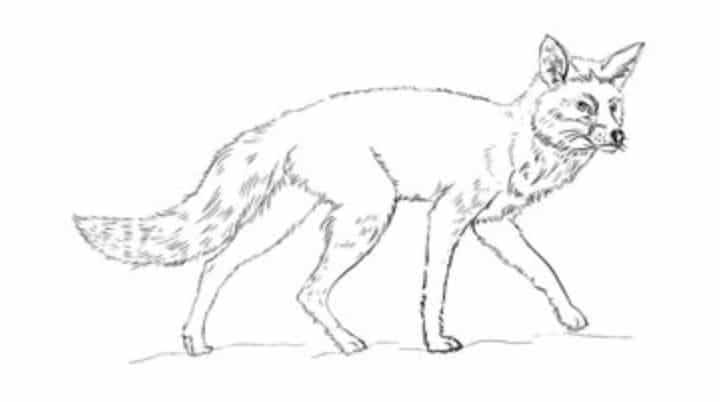 Zeichnen Tutorial: Fuchs