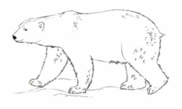 Tutorial de dibujo: Oso polar