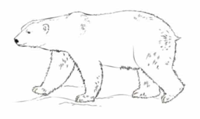 How to draw: Polar bear