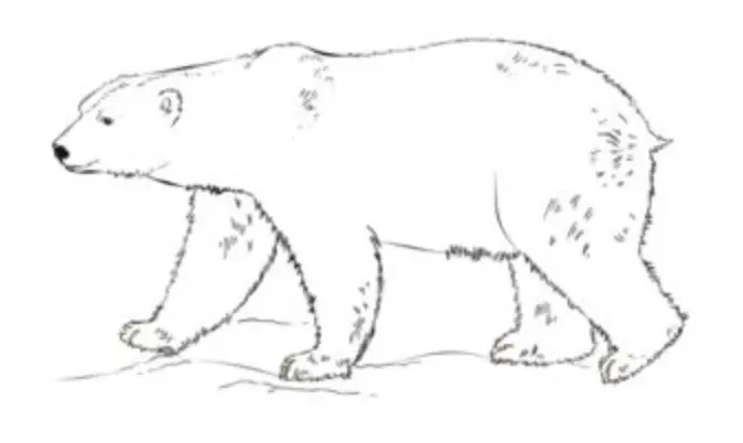 Come disegnare: Orso polare