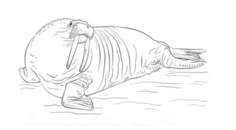 How to draw: Walrus