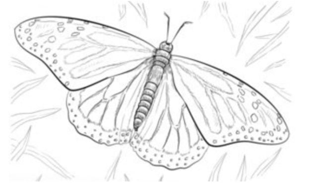 Tutorial de dibujo: Mariposas