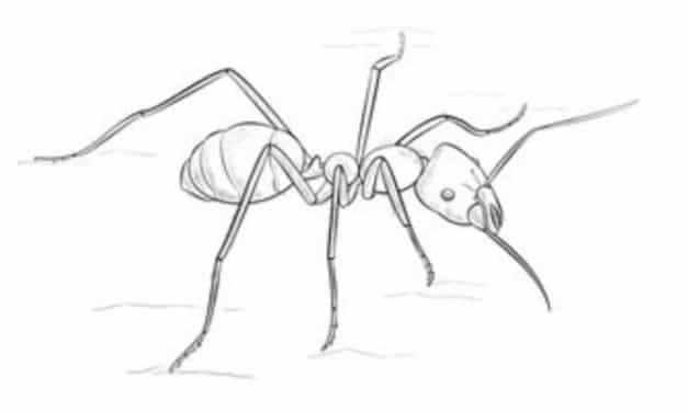 Zeichnen Tutorial: Ameise