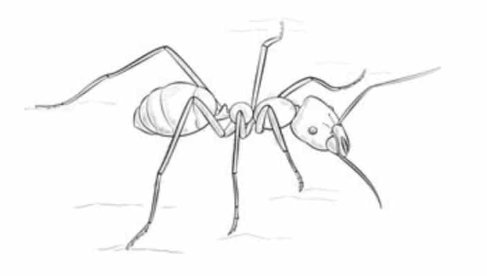 Jak narysować: Mrówka