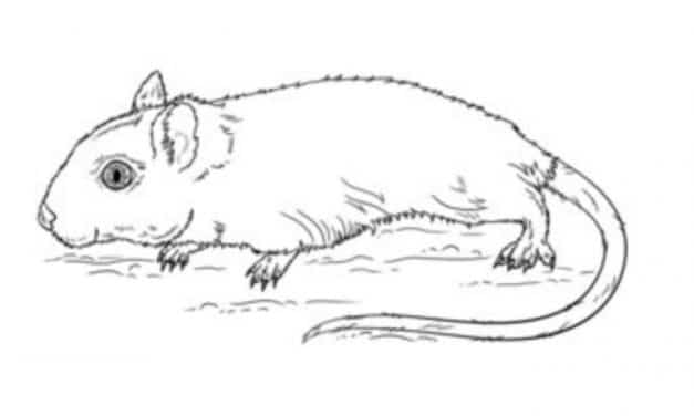 Jak narysować: Myszoskoczek