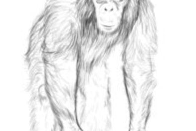 Zeichnen Tutorial: Schimpanse