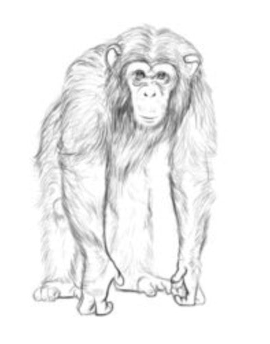Jak narysować: Szympans